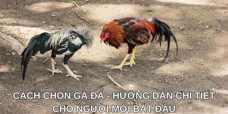 Phân tích bóng đá chi tiết giúp bạn dự đoán kết quả trận đấu hiệu quả